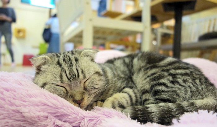 cat cafe